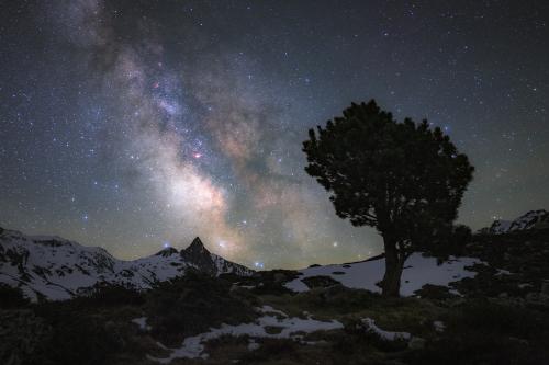 Arbre-du-Néouvielle